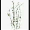 Poster - 'Eucalyptus'