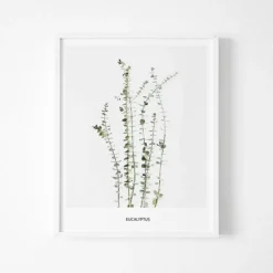 Poster - 'Eucalyptus'